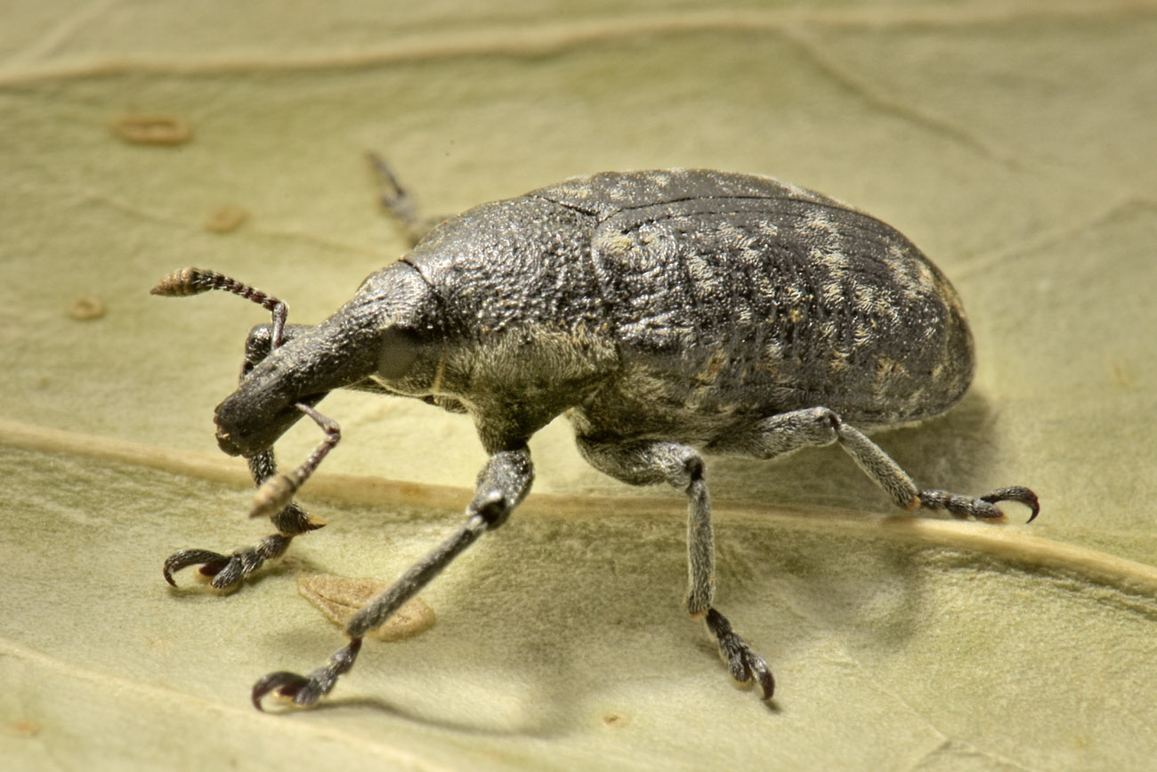 Curculionidae: Larinus sp?